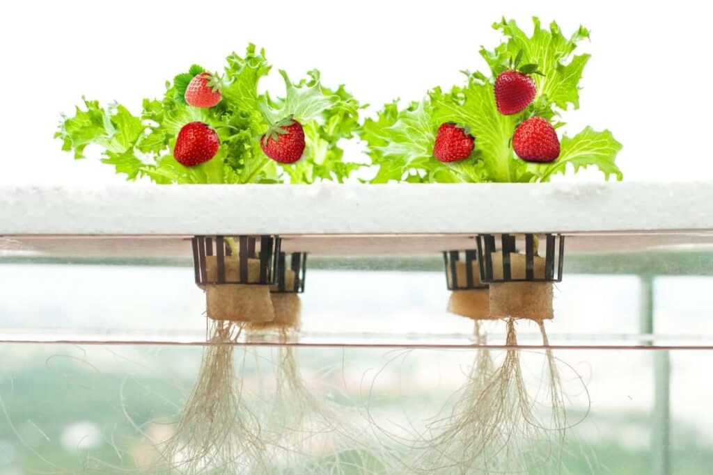 Watering Techniques And Frequency For Hydroponic Strawberries