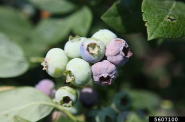 Delicious Blueberry Varieties For The UK