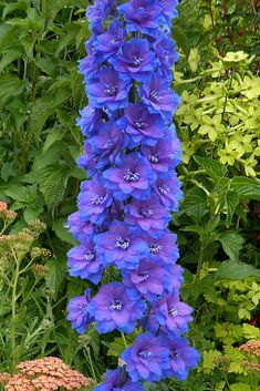 Delphinium Blue Lace