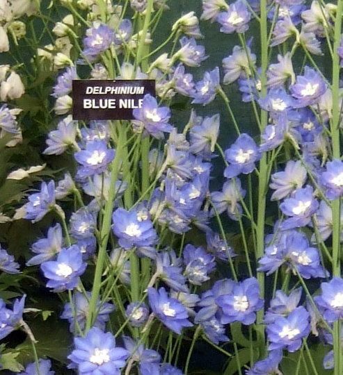 Delphinium Blue Nile