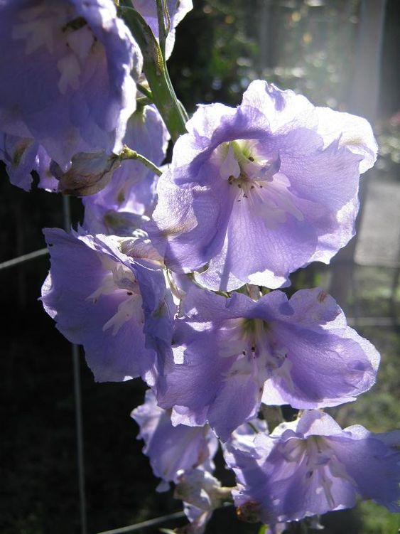 Delphinium Gillian Dallas