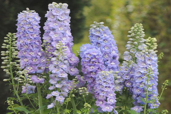 Delphinium Guardian Lavender