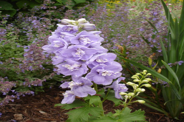 Delphinium Guinevere