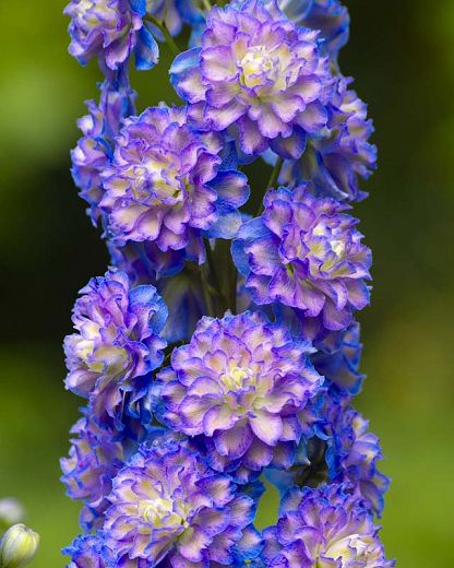 Delphinium Highlander Bolero