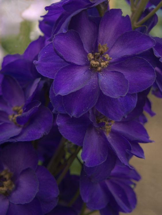 Delphinium Purple Velvet