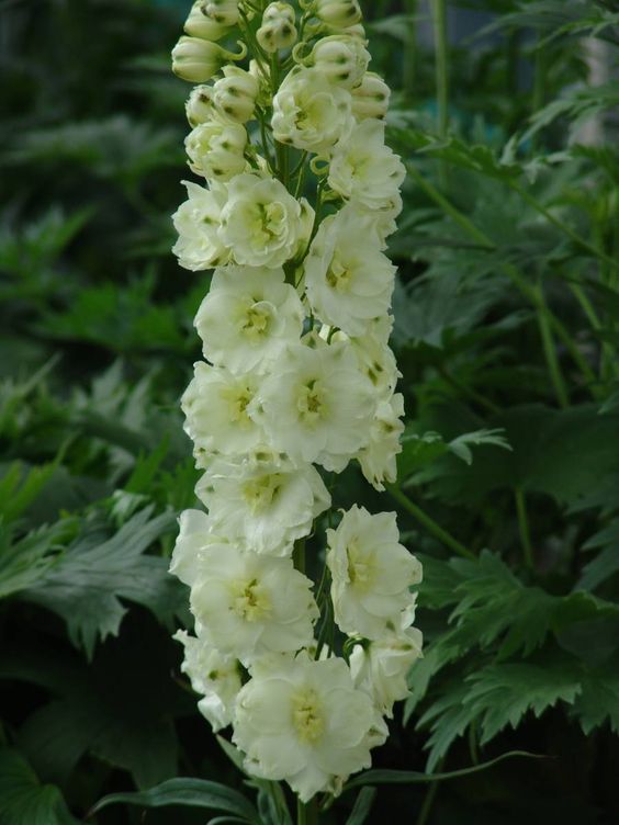 Delphinium Sungleam