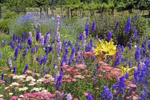 Delphinium and Its Types