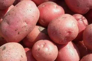 Desiree Potatoes Plant Care & Harvesting Tips