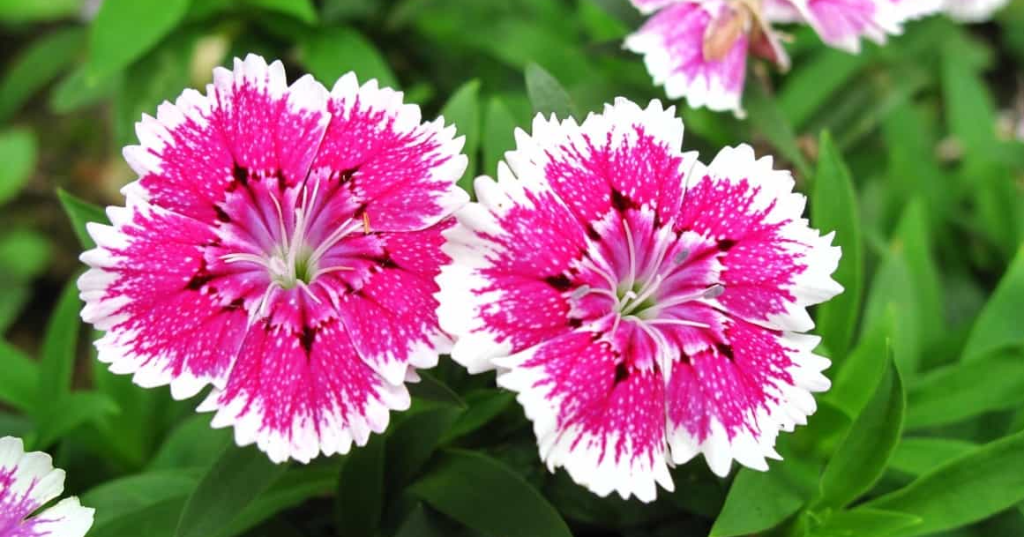 Dianthus Pink Plants