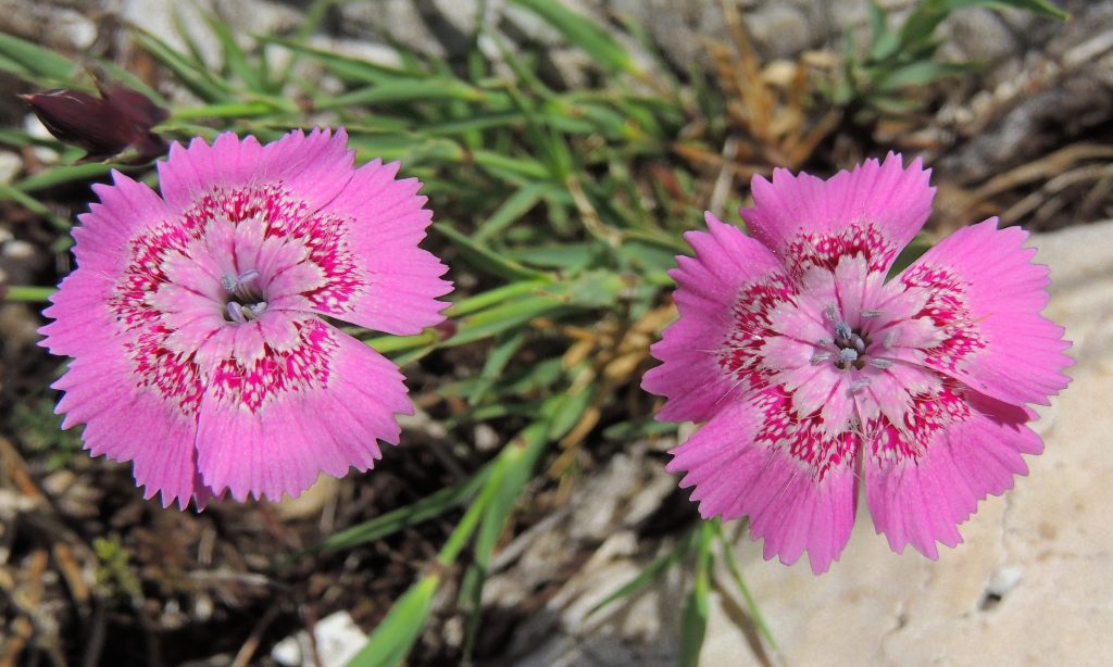 Dianthus Plant It's Origin and Background