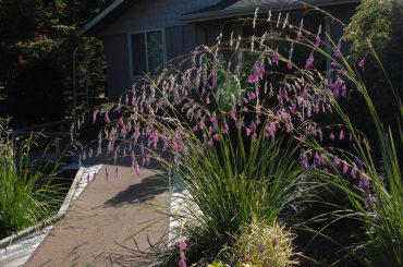 Dierama Plant Growing Tips & Care Guide