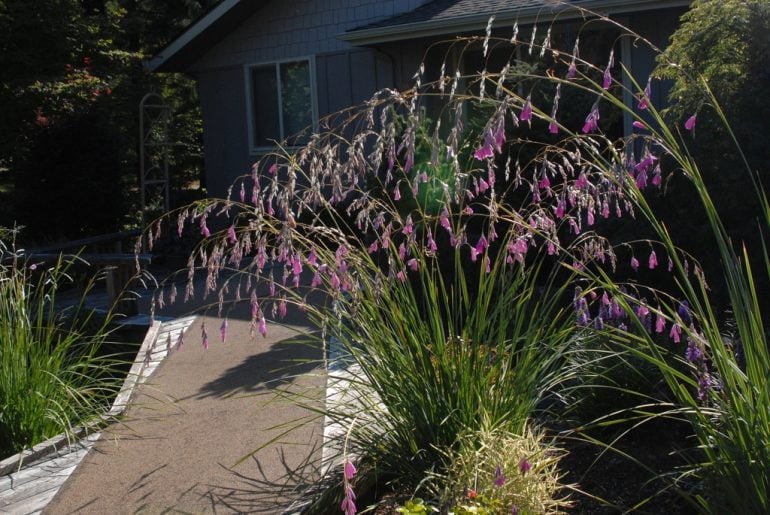 Guide to Growing and Caring for Dierama Plants The Arches