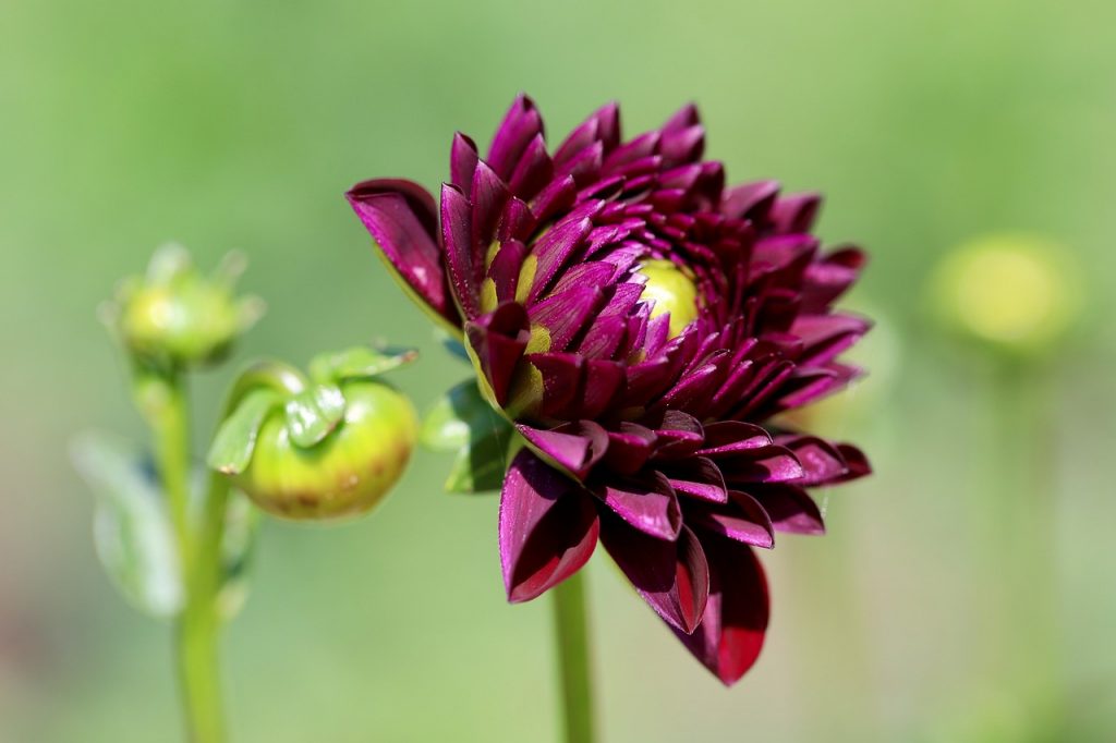 Difference Between Dead Heads and Dahlia Buds