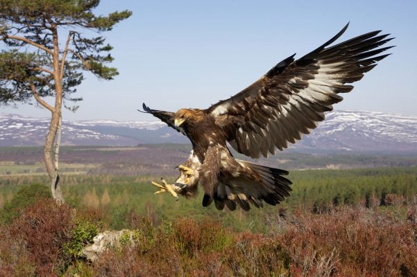 Different British Birds of Prey