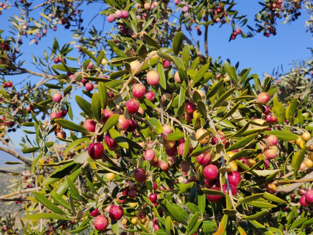 Different Olive Tree Varieties and Their Characteristics