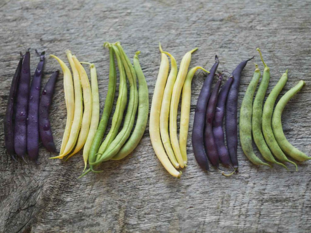 Different Types of Harvest Runner Beans