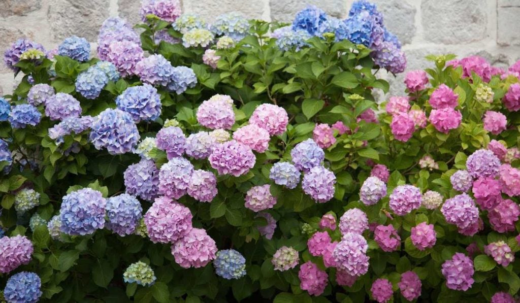 Different Varieties of Hydrangeas Flower