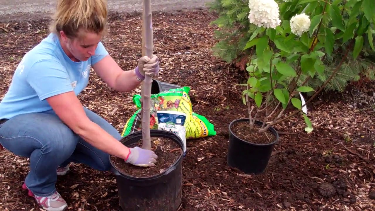 Dig Holes and Plant