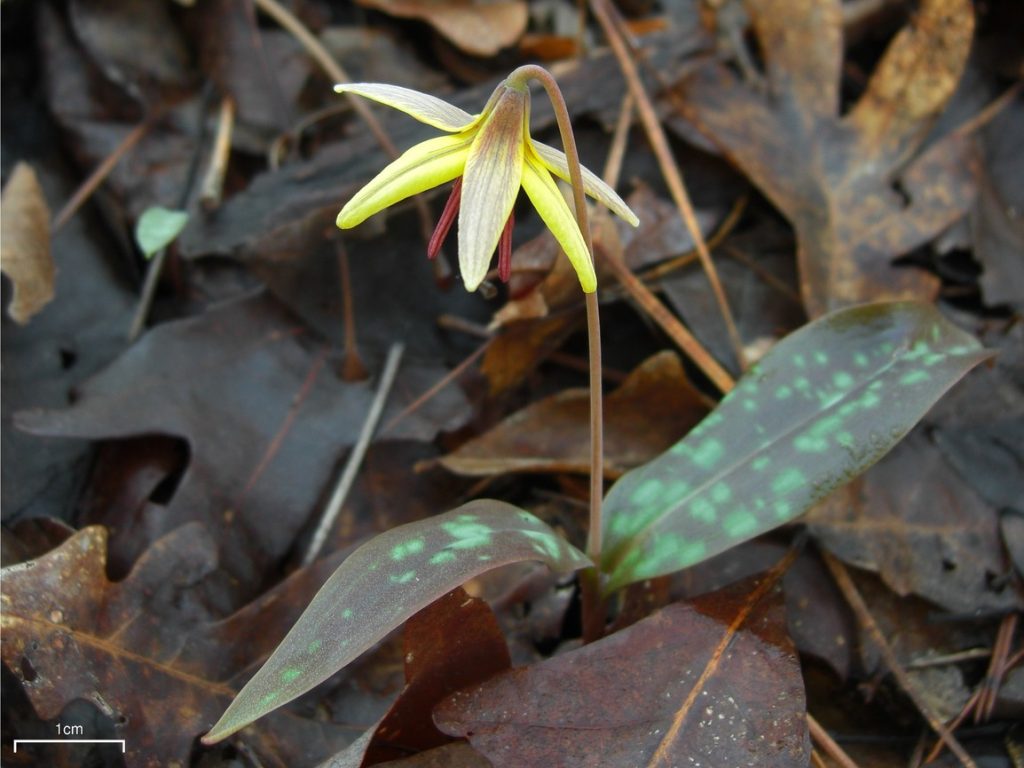 Dimpled Trout Lily