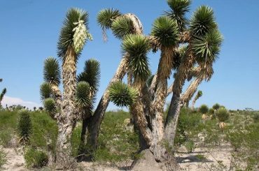 Discover Stunning Yucca Varieties - From Tender to Hardy
