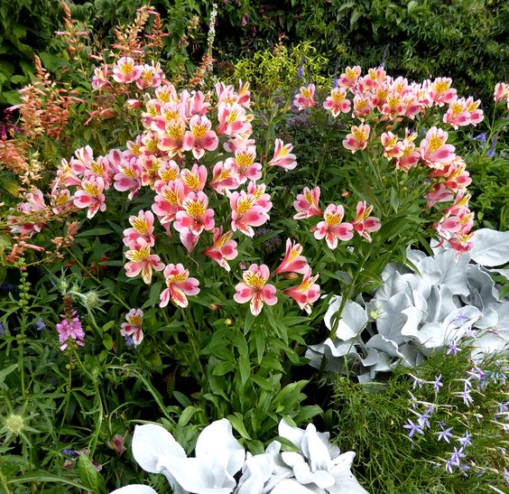 Discover Where to Plant Alstroemeria Flowering Beds