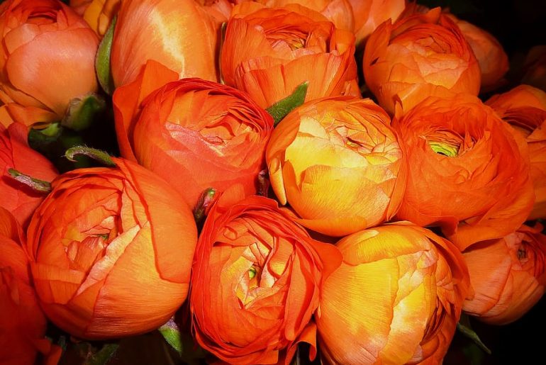 Discover effective tips to level up your gardening skills with pot-grown ranunculus. Learn how to cultivate these beautiful plants using handy techniques.