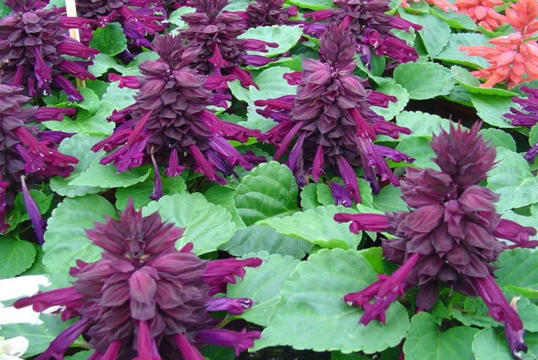 Discover the truth about salvias returning annually. Learn how to cultivate and care for these beautiful perennial plants in your garden.