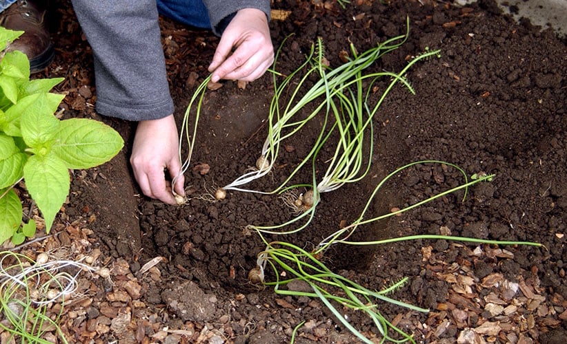 Dividing and Transplanting Hyacinths