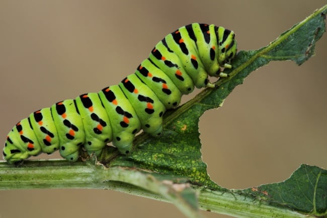 Do Caterpillars Possess Legs