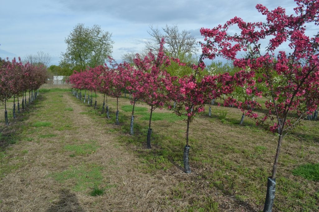 Do Crabapple Trees Require Fertilisers