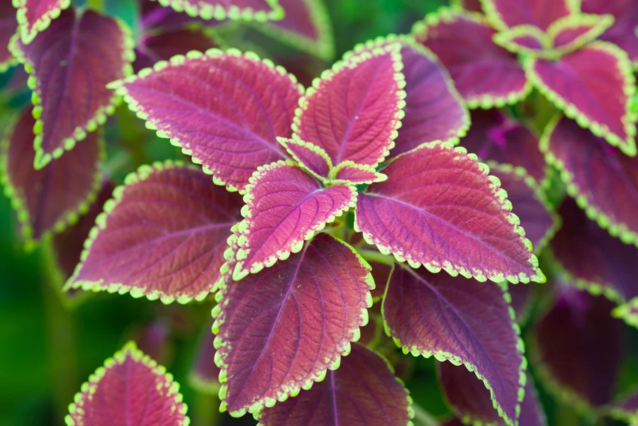 What Pigment Causes Red Leaves? The Arches