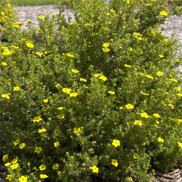 Do You Need to Prune Potentilla Plants