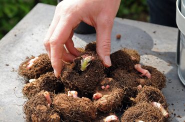 Do You Cover Begonia Tubers with Soil?
