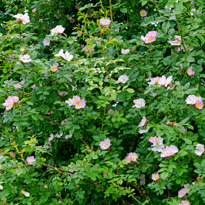 Dog Rose Hedge