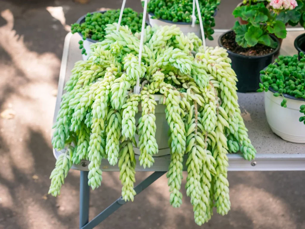 Donkey’s Tail