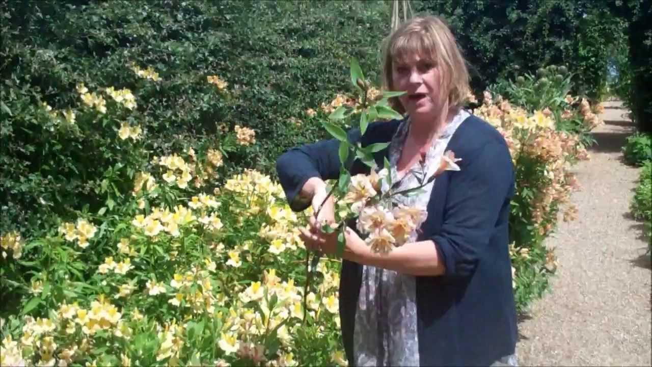 Do’s and Don'ts for Growing Alstroemeria from Cuttings