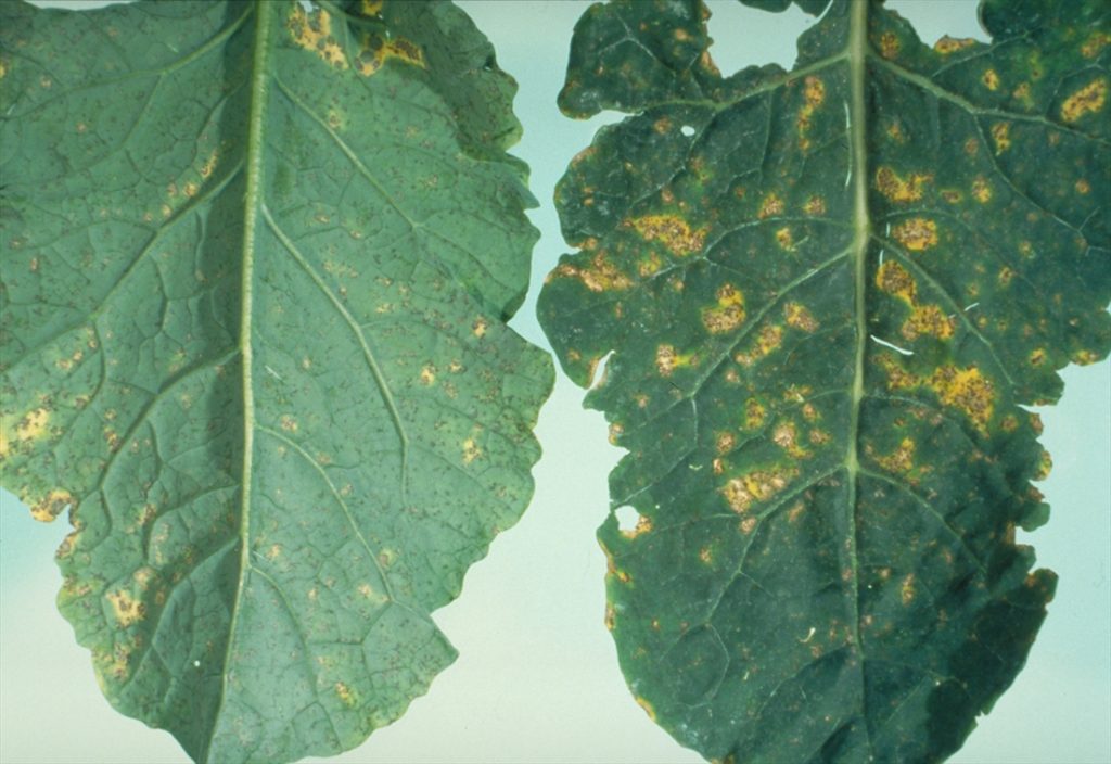 Downy Mildew