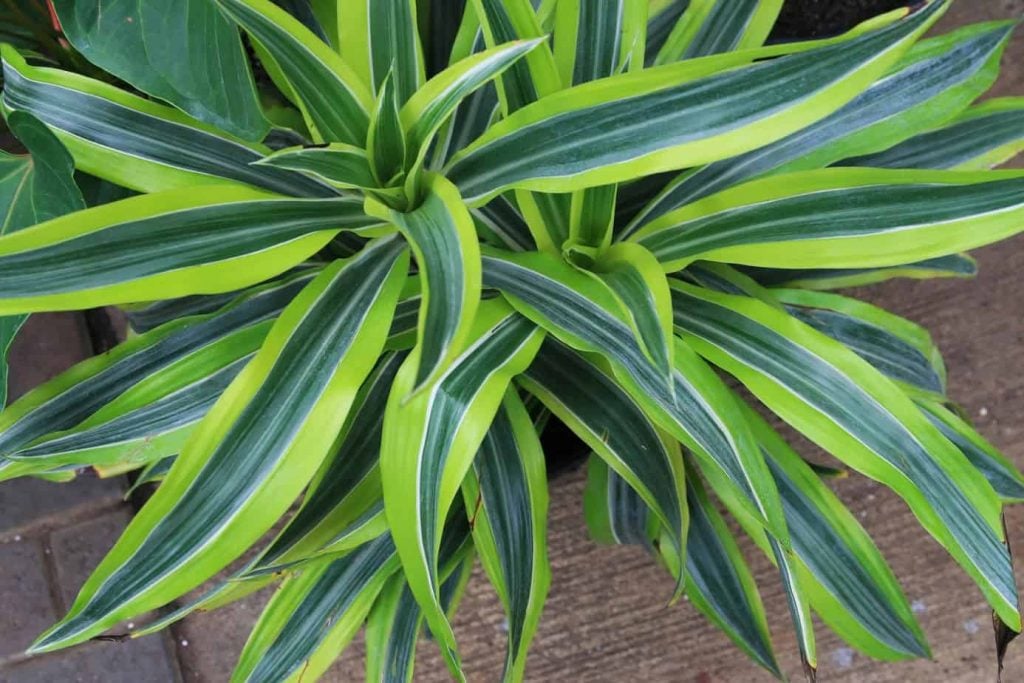 Dracaena Deremensis ‘Warneckii’