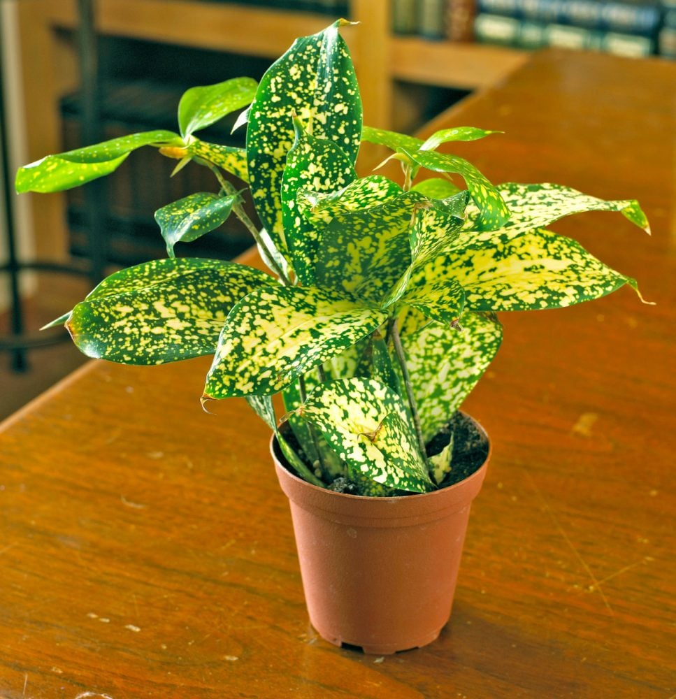 Dracaena Fragrans ‘Florida Beauty’