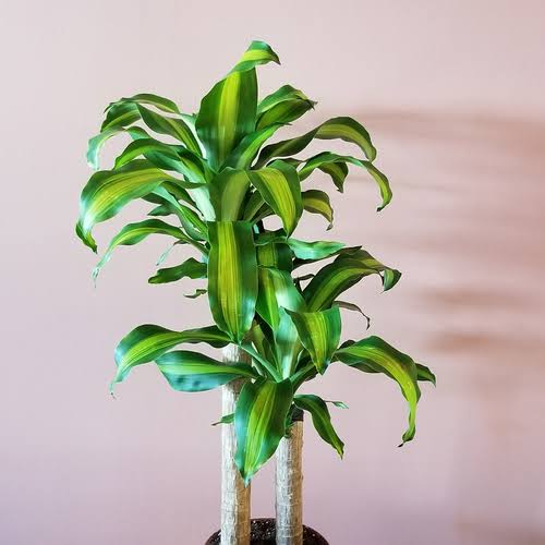 Dracaena Fragrans ‘Massangeana’