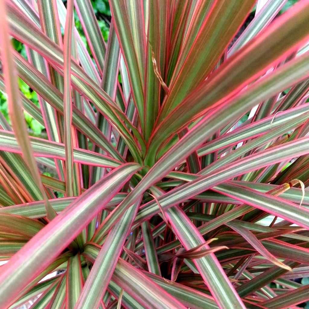 Dracaena Marginata ‘Colorama’