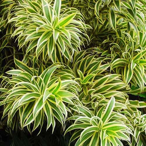 Dracaena Reflexa ‘Song of India’