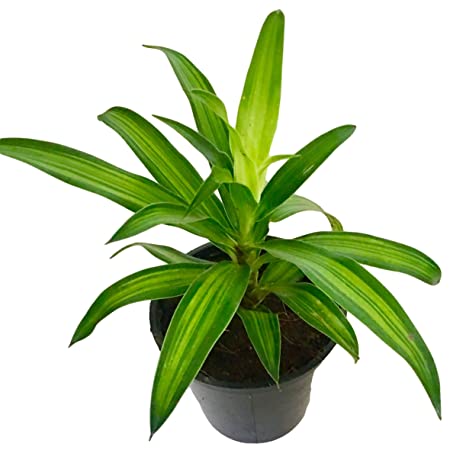 Dracaena Reflexa ‘Song of Jamaica’