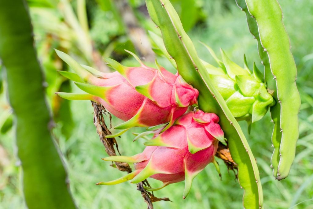 Dragon Fruit