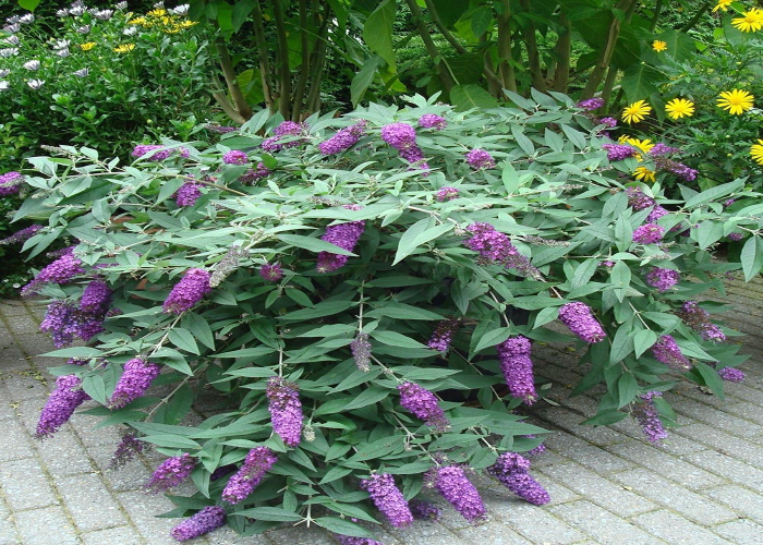 Dwarf Butterfly Bush