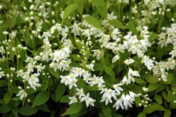 Dwarf Deutzia (1)