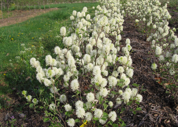 Dwarf Fothergilla