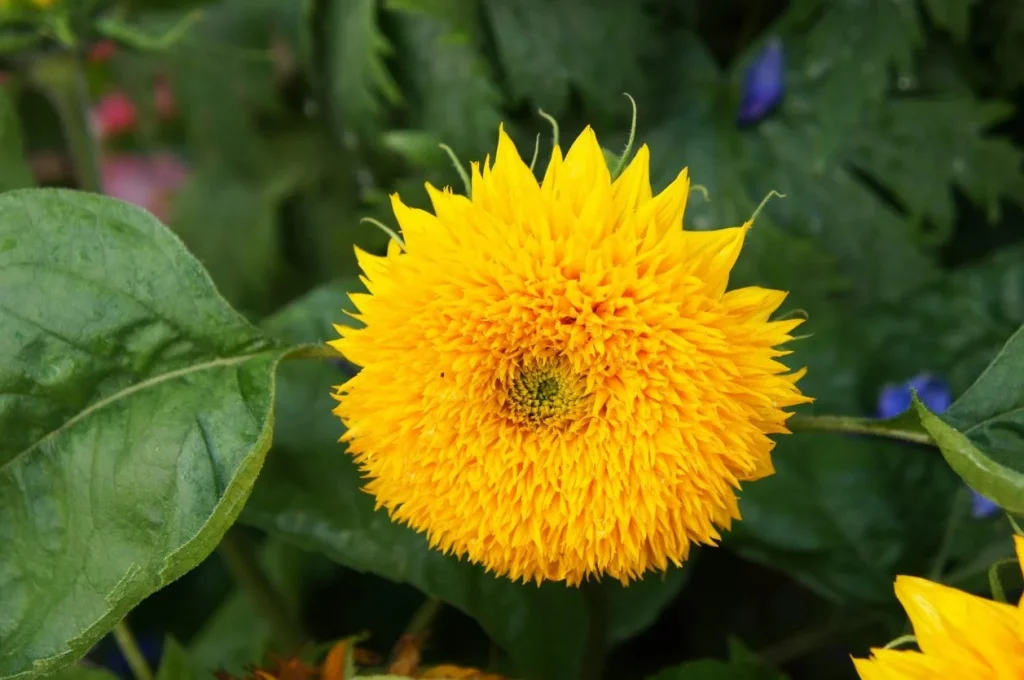 Dwarf Sunflower (Helianthus Annuus Teddy Bear)