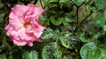 Can Rose Black Spot Infect and Spread to Nearby Plants?