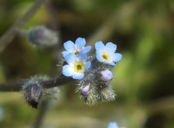 Early Forget-Me-Not